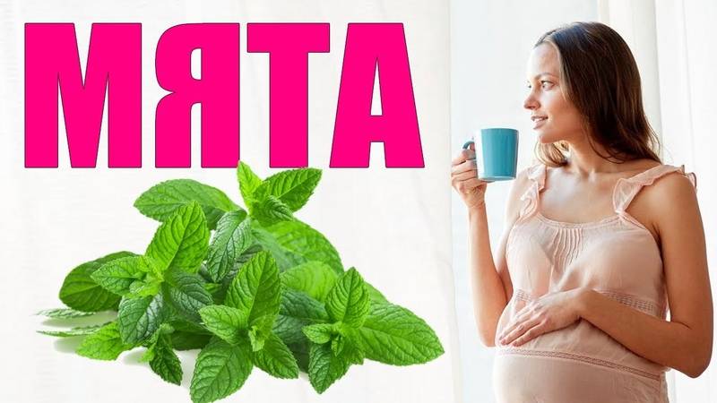 Как правильно пить чай с мятой на разных сроках беременности