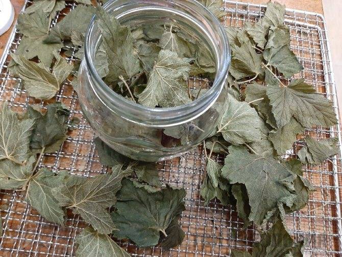 Листья малины и смородины — приготовление и применение с пользой для здоровья