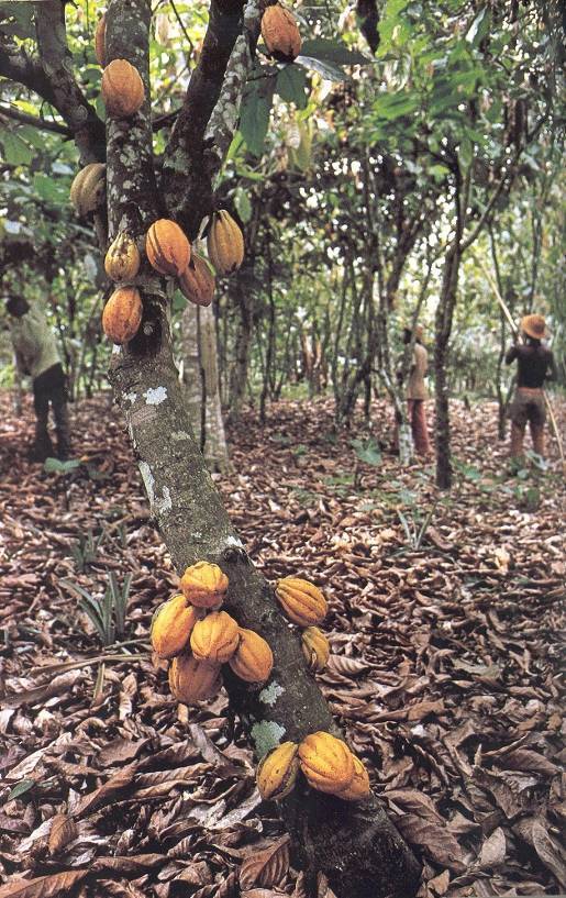 Как выглядит шоколадное дерево из какао бобов