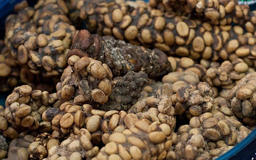 Кофе лювак  (kopi luwak) —  самый дорогой сорт в мире из экскрементов животных