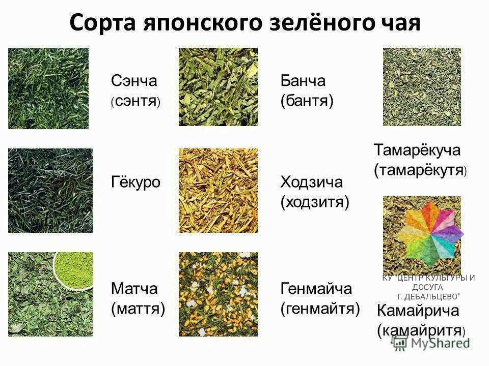 Зеленый чай, чем отличается от черного, как выбрать