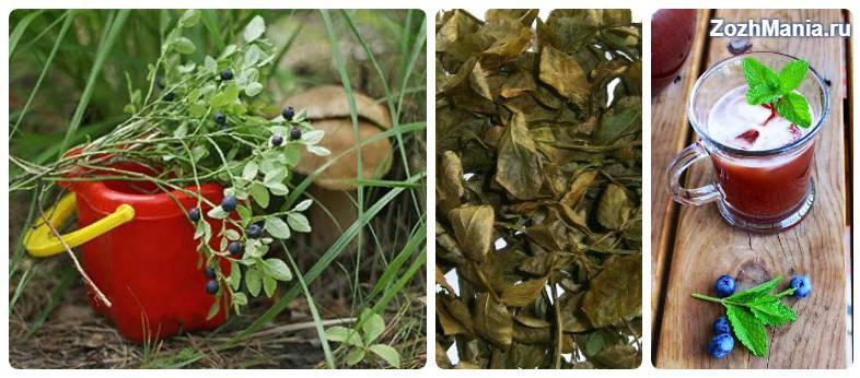 Чай из листьев черники - чрезвычайно вкусный и полезный напиток