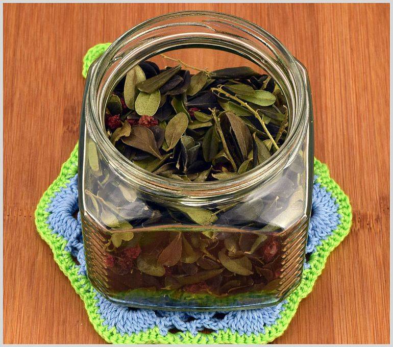 Листья черники: лечебные свойства и противопоказания и так чем полезны веточки, как и когда собирать и польза отвара, чая и настойки