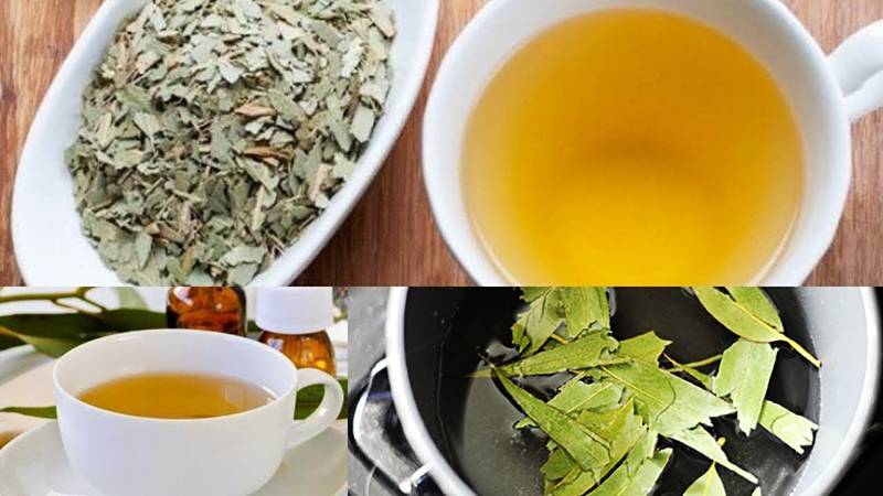 Чай с эвкалиптом: как заваривать, есть ли польза при простуде