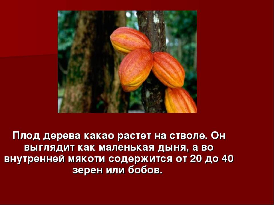 Шоколадное дерево какао: фото сортов, как растут какао-бобы :: syl.ru