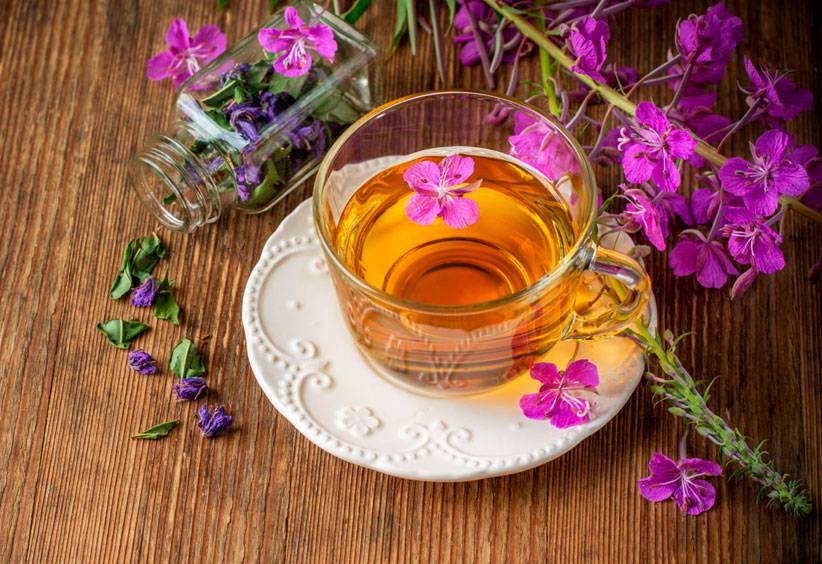 Иван-чай: лечебные свойства, польза для здоровья и противопоказания, как правильно заваривать и пить