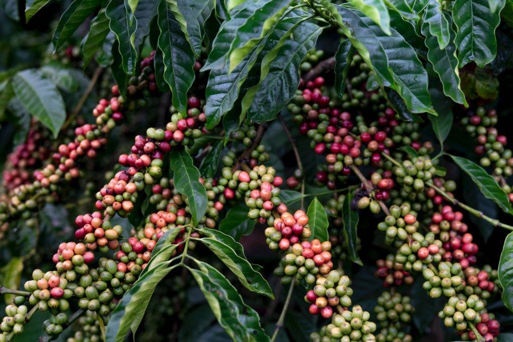 Как вырастить кофе. 9 важных моментов selo.guru — интернет портал о сельском хозяйстве