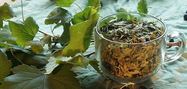 Чай из смородиновых листьев, польза и вред, как правильно приготовить