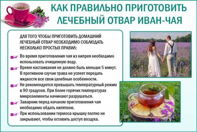 Легендарный иван-чай пути обретения женского здоровья