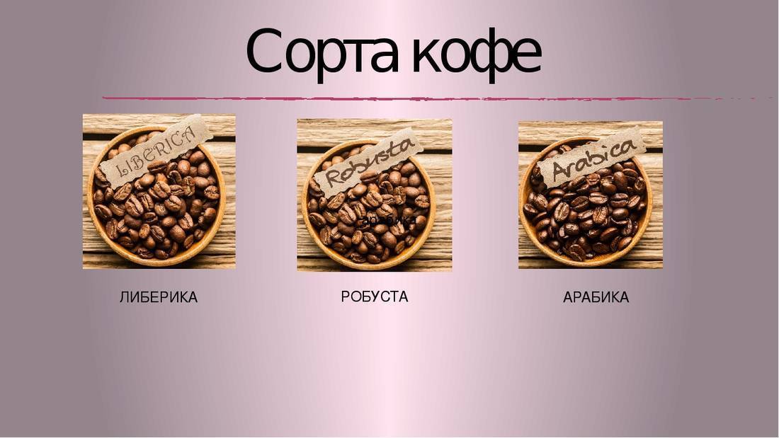 Кофе либерика – область произрастания, промышленное назначение сорта, вкусовые качества