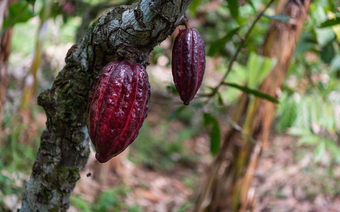 Где находится родина какао и как растет это шоколадное дерево, в каких странах его выращивают, фото