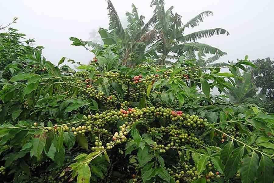 Кофейное дерево selo.guru — интернет портал о сельском хозяйстве