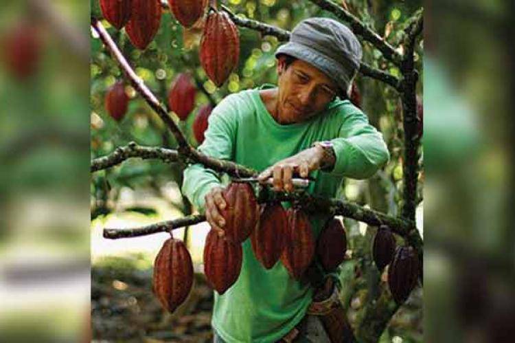 Дерево какао и его описание