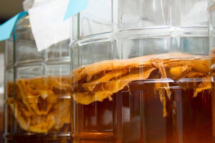 Крафтовая комбуча - пробиотический напиток с полезными свойствами «чайного гриба»